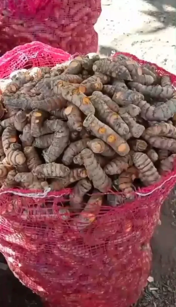 Kunyit segar utuh dalam keranjang panen